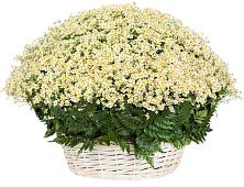Цветочная композиция из Ромашки в корзине #REPLACE_PRED# Сарманово